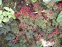 Selaginella erythropus (fam. Selaginellacees) (Du Costa Rica a la Bolivie) (1) (Photo F. Mrugala)